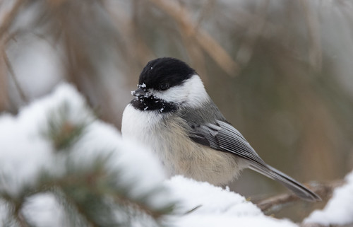 Black-capped Chickadee