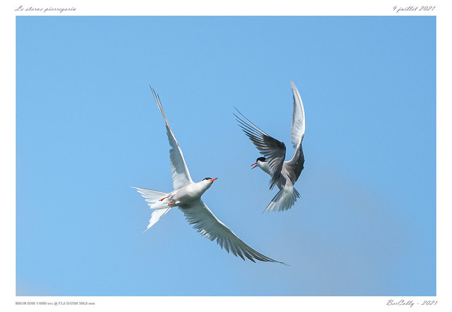 La sterne pierregarin | Common tern