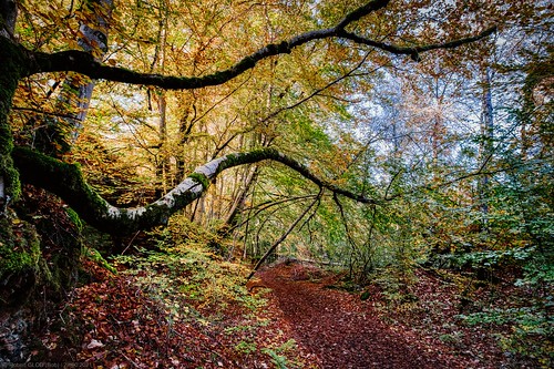 autumn fall forest season landscape landscapes europe luxembourg lux lu keel kayl minett notredamedesmineurs léiffrächen käl leiffraechen bromeschbierg trees woodland woods seasons