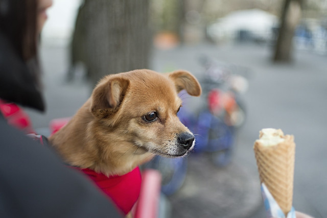 Ice cream and Dog