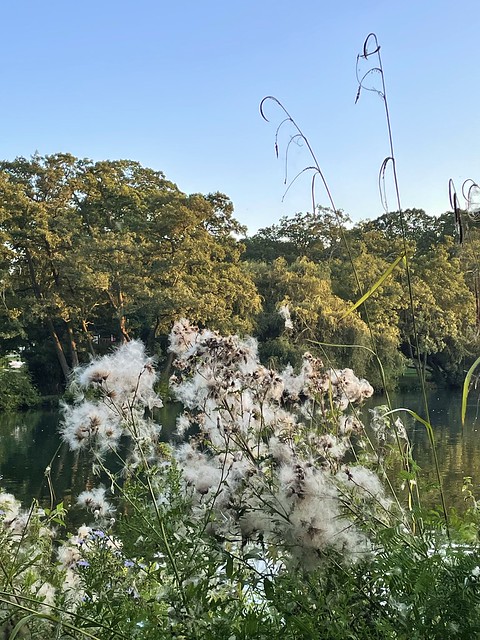 Cottongrass by the lake