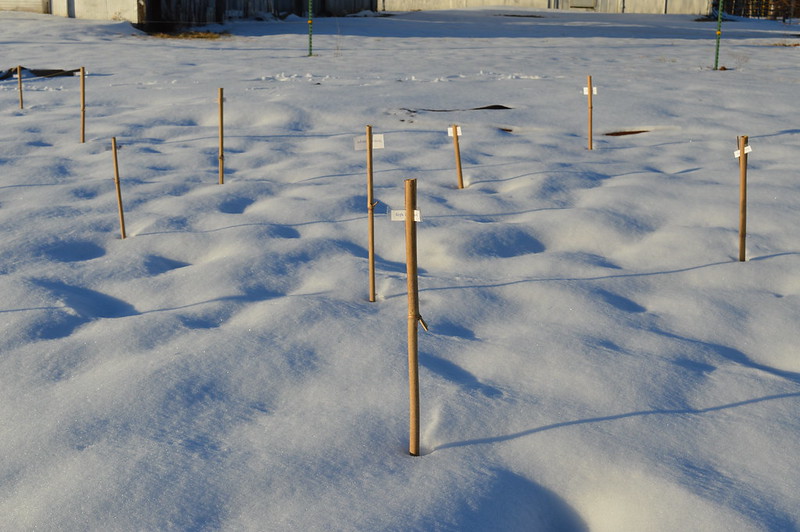snow planting of natives