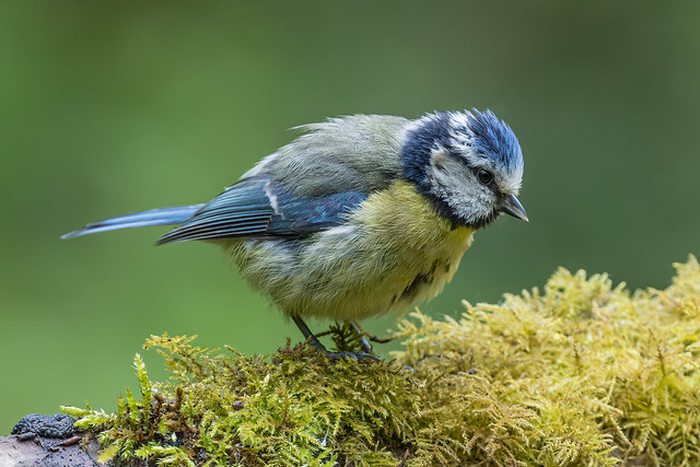 Blue Tit (Cyanistes caeruleus)