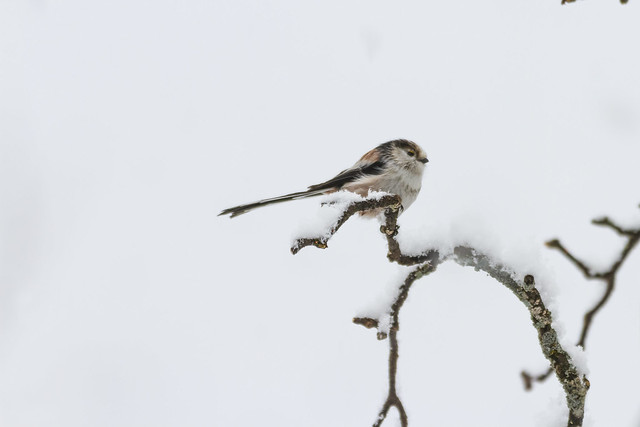 Bird wildlife with Long-tailed Tit on snowy branch