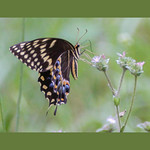 IMG_0015-Edit Palamedes Swallowtail butterfly #instagram