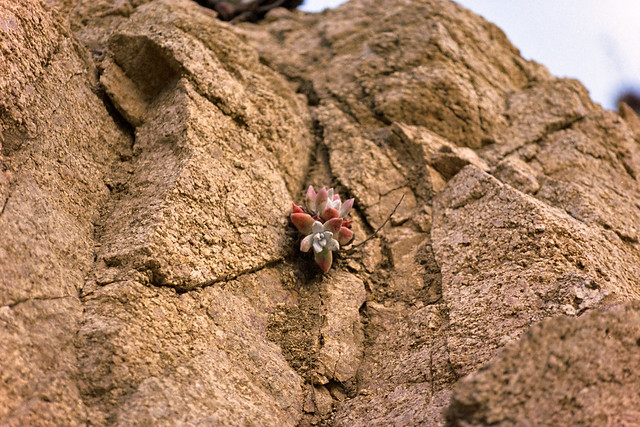 Amongst the Rocks Grows Life