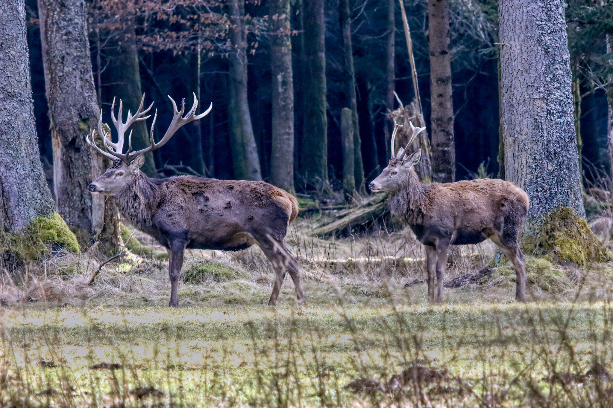 Red deer (Cervus elaphus) – Ebersberger Forst, Upper Bavaria, Germany