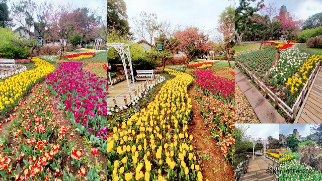 花卉試驗中心鬱金香展(2022 Tulid blossoms exhibition), Taipei, Taiwan, SJKen,Feb 6,  2022.