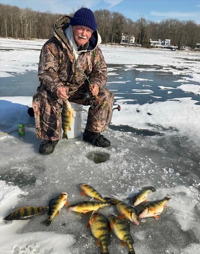 Photo of man ice-fishing, with several yellow perch he caught