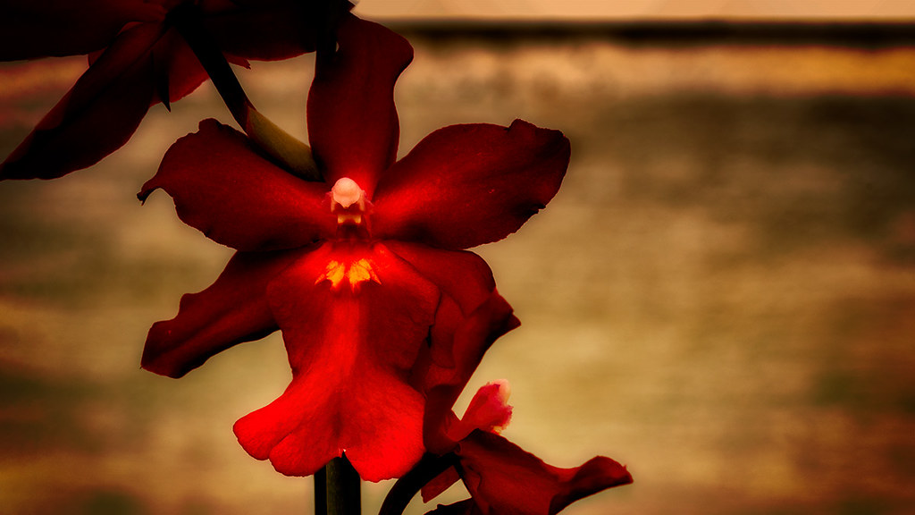 Orchidaceae: Ozymandias