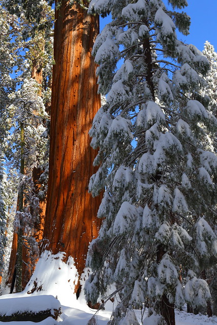 IMG_2583 Giant Sequoia after Snow Storm