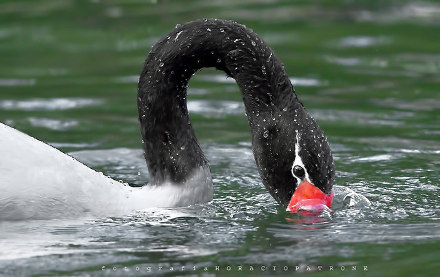 -CISNE de CUELLO NEGRO (Cygnus melancoryphus Black-necked swan,) toma en LAGO DE REGATAS. BUENOS AIRES .palermo - ARGENTINA .