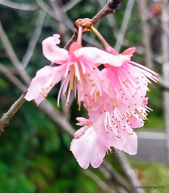 花卉試驗中心櫻花篇(2022 Cherry blossoms ), Taipei, Taiwan, SJKen,Feb 6, 2022.