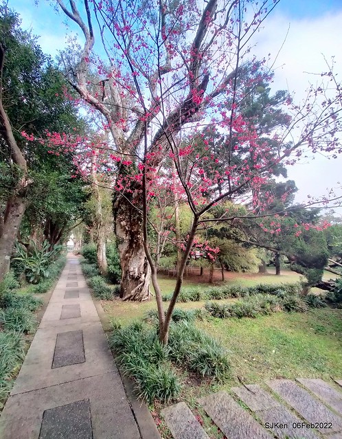 花卉試驗中心櫻花篇(2022 Cherry blossoms ), Taipei, Taiwan, SJKen,Feb 6, 2022.