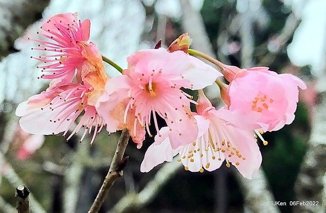 花卉試驗中心櫻花篇(2022 Cherry blossoms ), Taipei, Taiwan, SJKen,Feb 6, 2022.