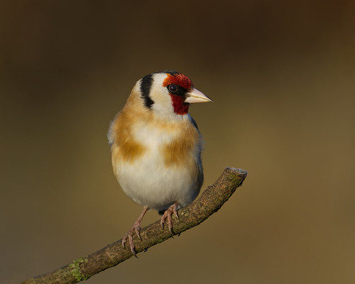 Goldfinch in Golden Light by Mark Buchan Jones, Daisy Nook Country Parkdaisynook countrypark failsworth manchester oldham bardsley uk branch catchli