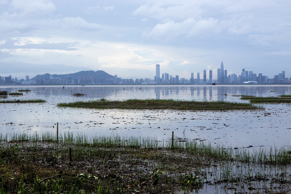 香港米埔濕地。圖片來源：鄭琪欣／中外對話