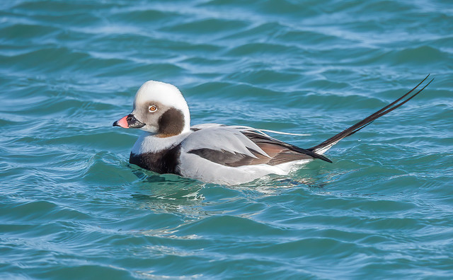Long-tailed Duck - m (3857)