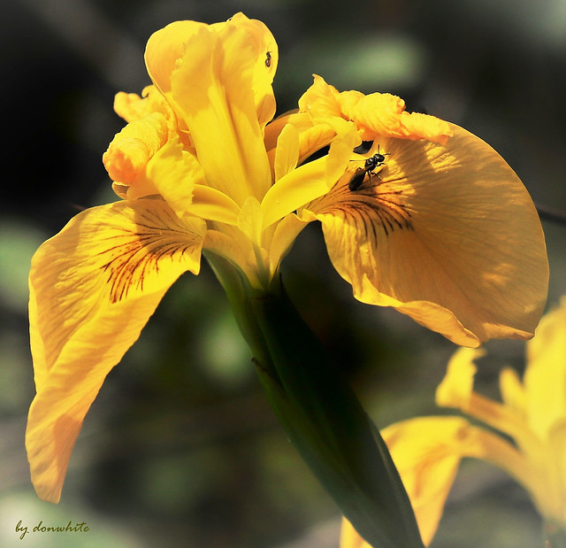 yellow wild iris