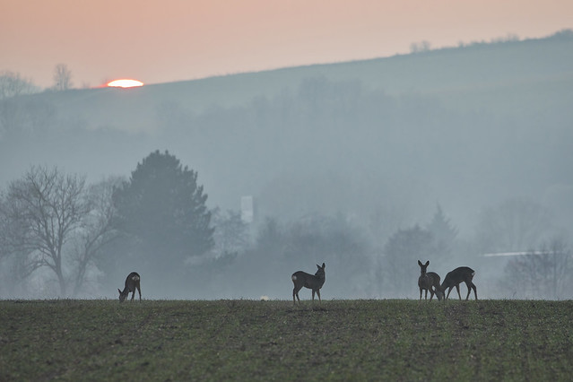 Roe deer and setting sun
