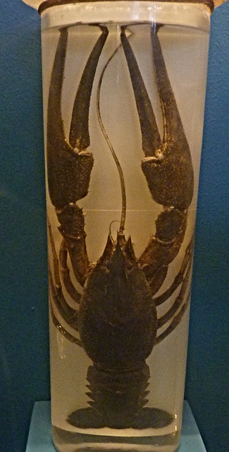 Astacus leptodactylus (10-9-21 Naturhistorisches Museum Wien)
