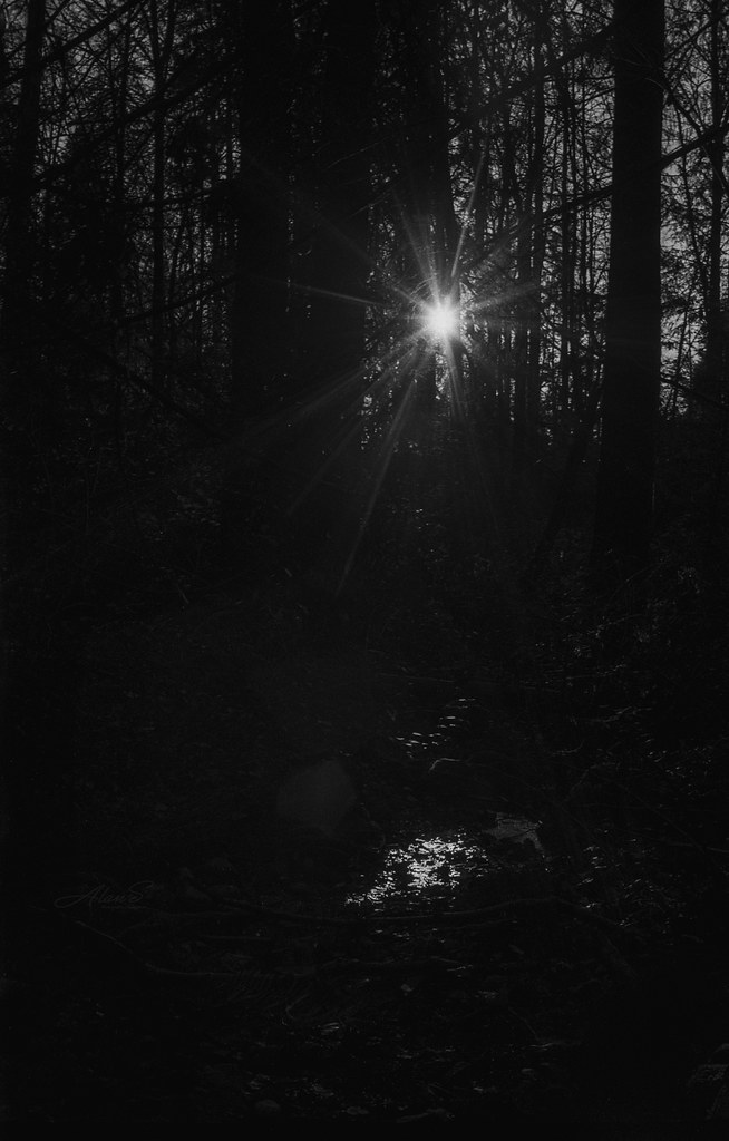 sunshine in forest - film voiglander