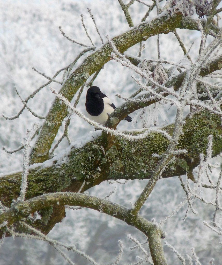 A magpie in winter