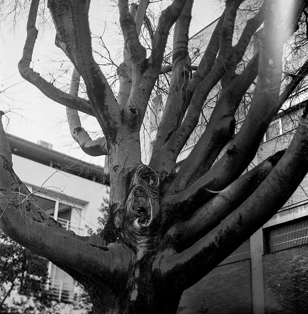 Un arbre inquietant / Disturbing tree