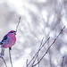 Winter Finch in Winter
