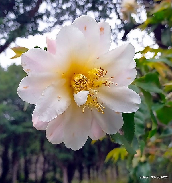 「陽明山花卉試驗中心茶花與杜鵑花」(Rhododendron &Ｃamila), Taipei, Taiwan, SJKen, Feb 6, 2022.