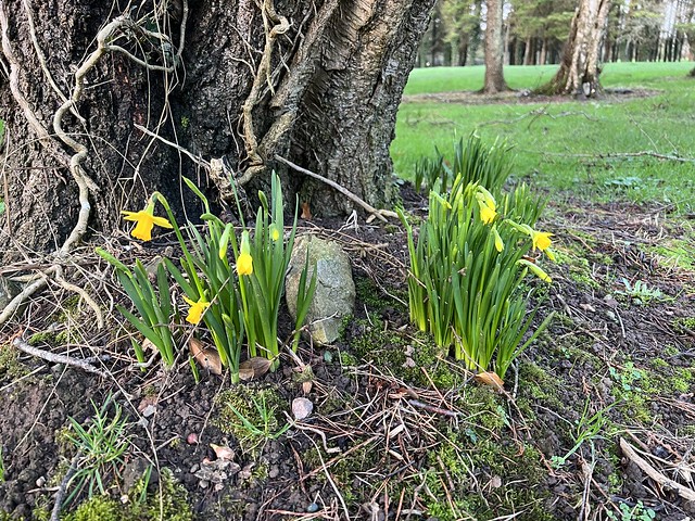 First Daffodils Of The Year - County Clare, Ireland - February 2022