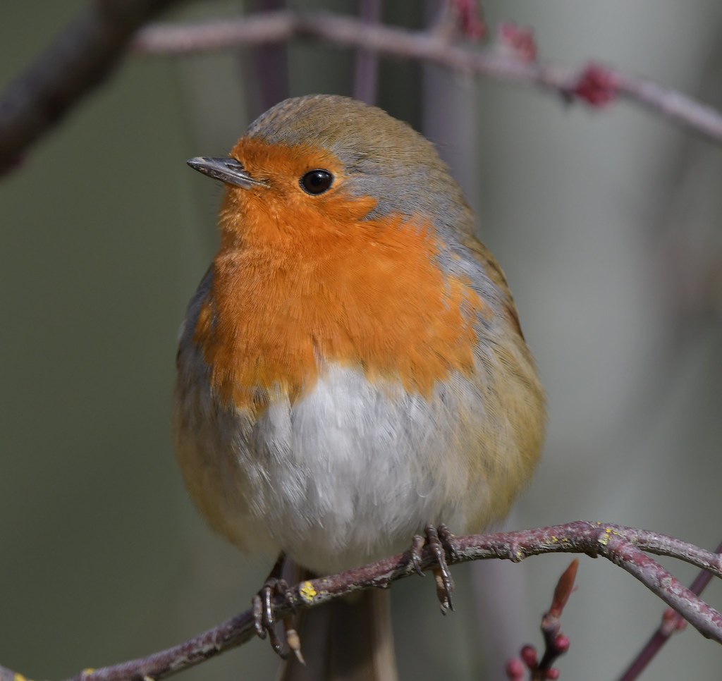Lovely Robi Lovely Robin ! | Back after a break ! Taken at the Yorkshire… | Flickr