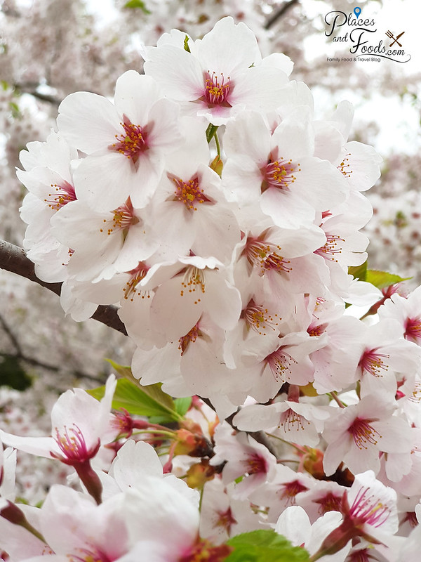 sapporo maruyama park sakura