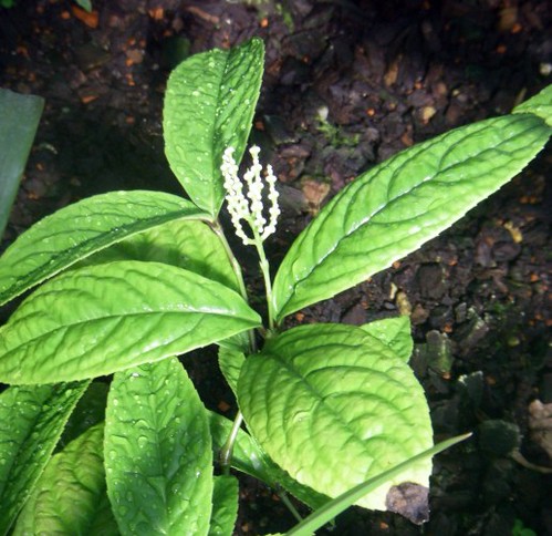 Chloranthus erectus (19-8-11 Botánico de Berlín)