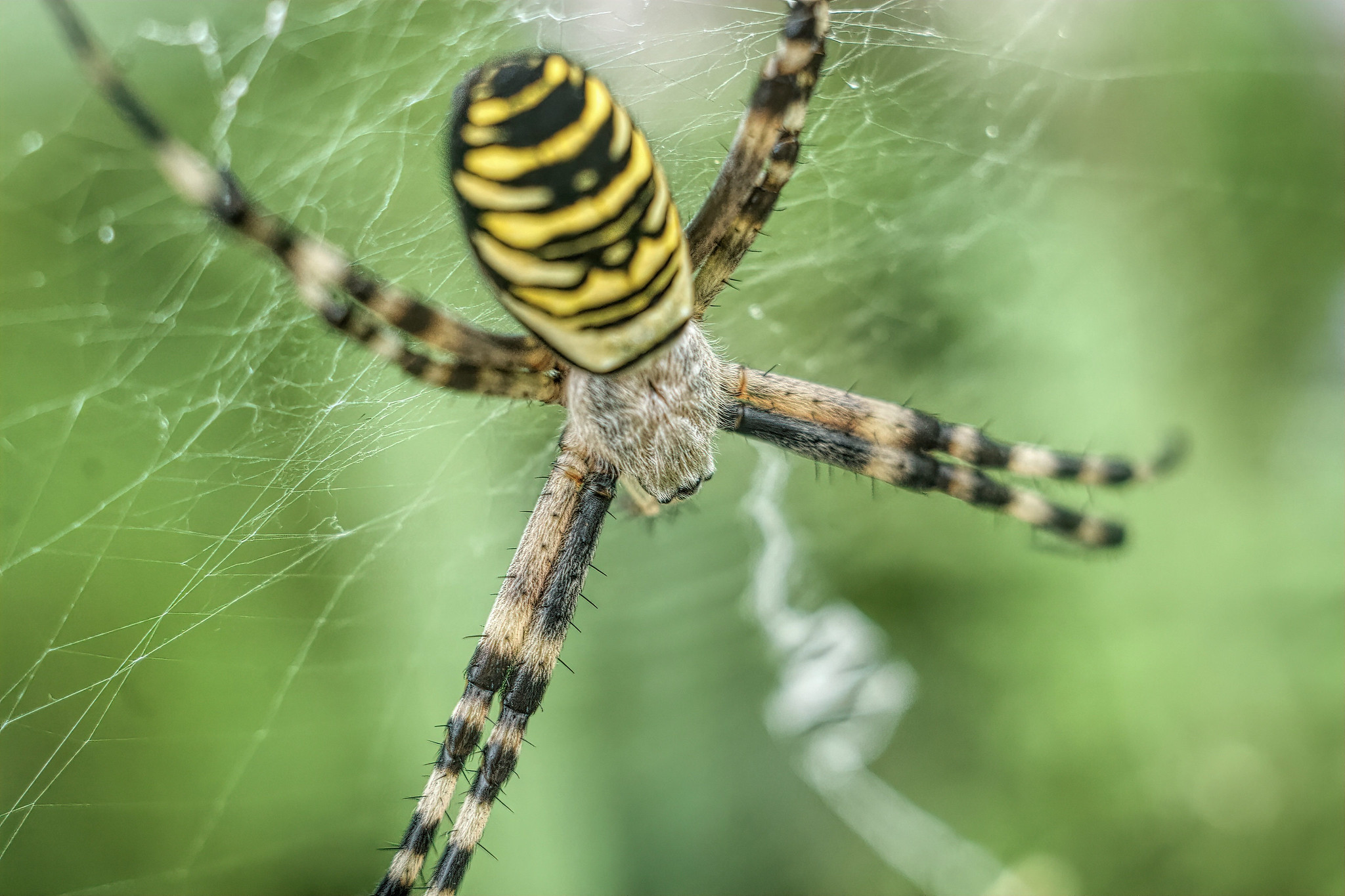 Wesp spider (Argiope bruennichi) – Rechtmehring, Upper Bavaria, Germany