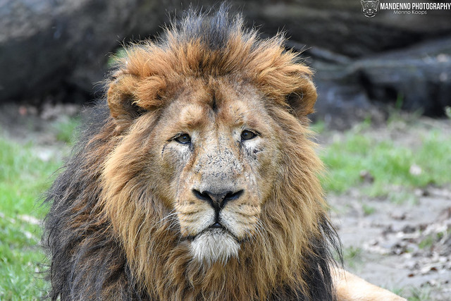 Asiatic lion - Zoo Planckendael