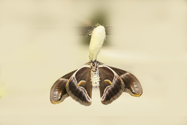 Indian silk-moth