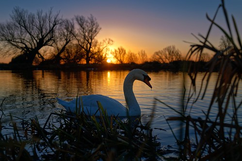 swan sunrise nikon d850 sigma 40mm art f14 jonathan casey wildlife bird landscape