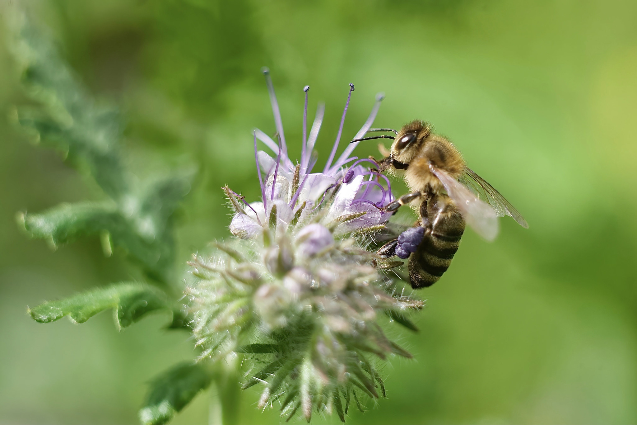 Bee – Rechtmehring, Upper Bavaria, Germany