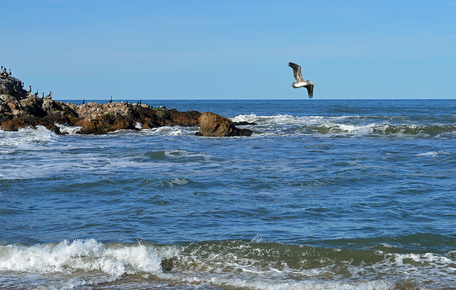 Time to Fly - A pelican takes off at Pescadero, California