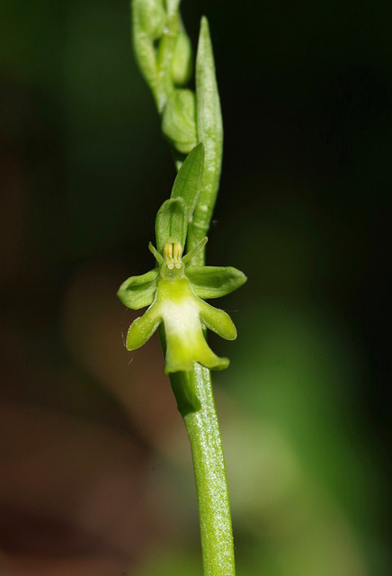KWT Volunteer. Ophrys insectifera var. ochroleuca