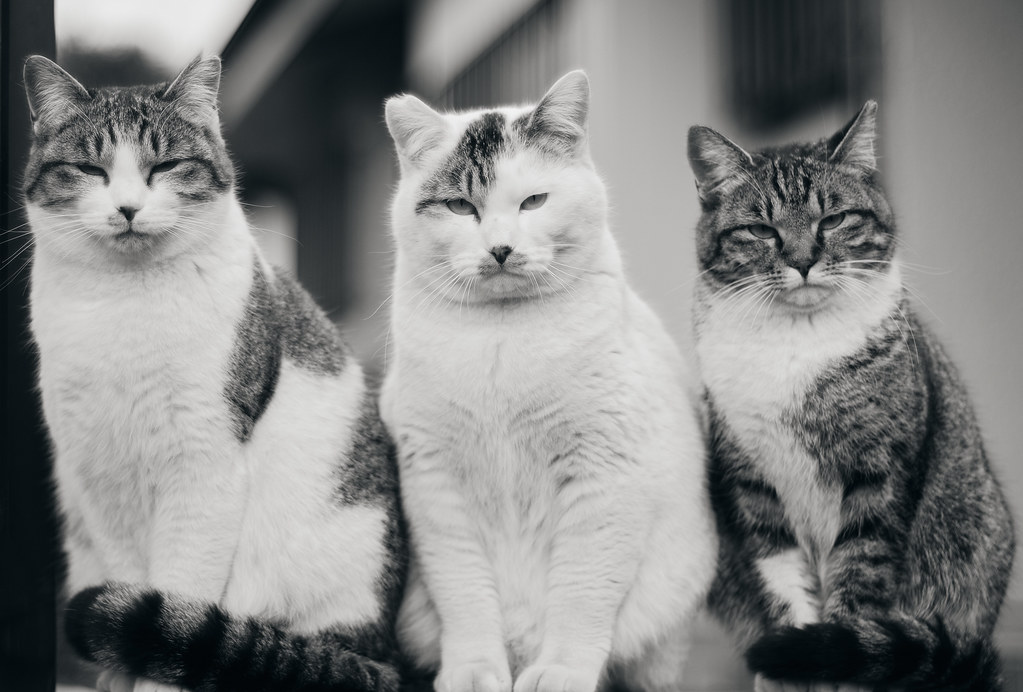 grumpy cats