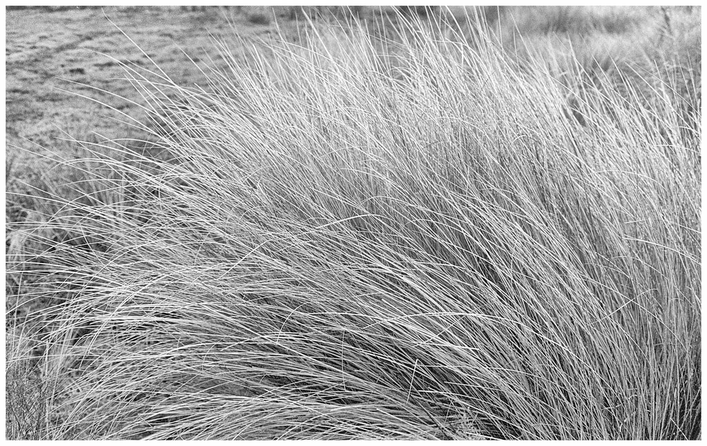 2022 in B&W and Analog: Blades of Grass.