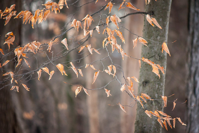 Winter beech leaves