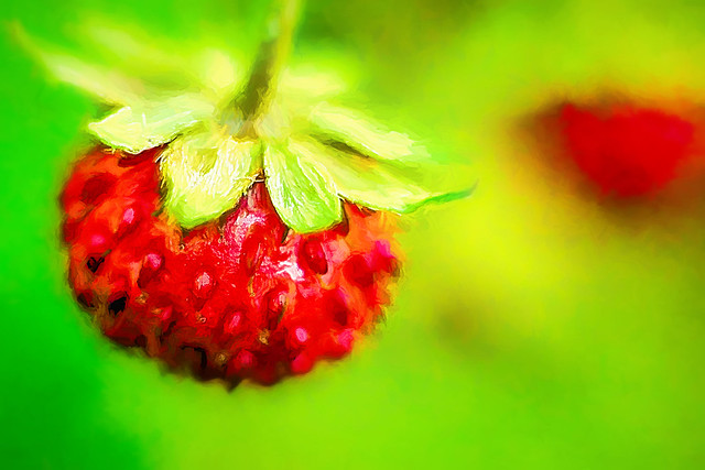 Strawberry Close-up Macro