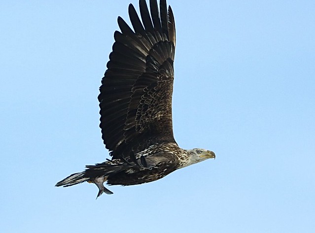 Sub adult bald eagle caught lunch and flew away fast! Onondaga Lake Syracuse, NY