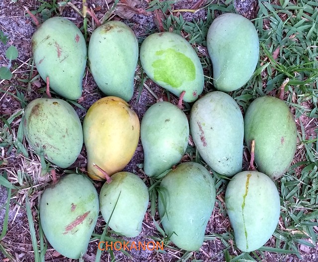 Mango #498: CHOKANON