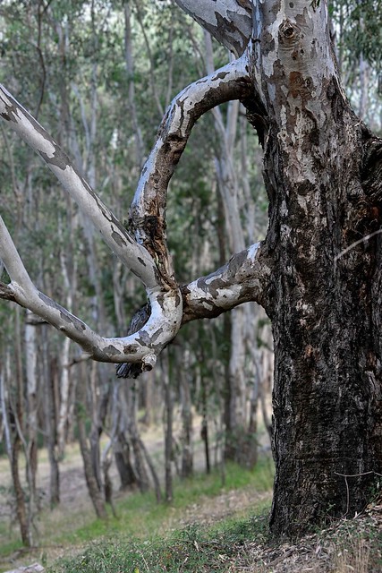 Cultural Ring Tree, Australia