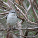 Flickr photo 'Northern Mockingbird (Mimus polyglottos)' by: Mary Keim.