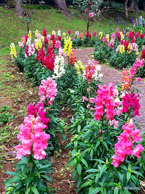 「陽明山花卉試驗中心風信子與香花篇」(Hyacinthus orientalis & other blossoms), Taipei, Taiwan, SJKen, Feb 6, 2022.